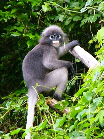dusky langur 1